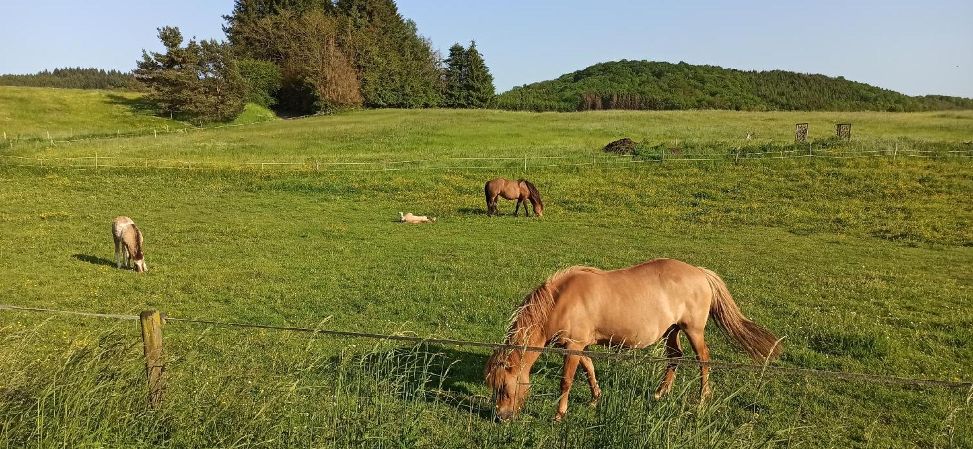 Ferienwohnung Marie Nohfelden Esterno foto